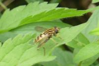 Helophilus pendulus