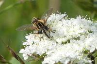 Helophilus pendulus
