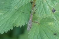 Tipula