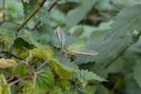 Tipula