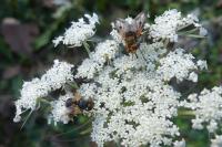 Ectophasia crassipennis