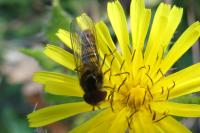 Episyrphus balteatus