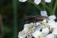 Syrphus