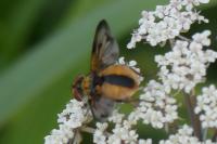 Ectophasia crassipennis