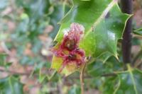 Phytomyza ilicis