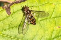 Episyrphus balteatus