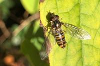 Episyrphus balteatus