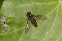 Episyrphus balteatus