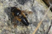 Eristalis tenax