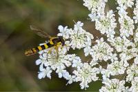 Sphaerophoria scripta