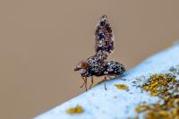 Callopistromyia annulipes