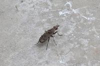 Euthycera