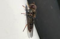 Episyrphus balteatus