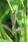 Tipula
