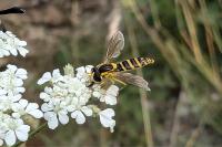 Sphaerophoria