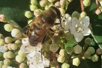 Eristalis tenax