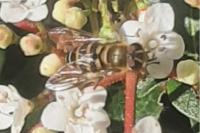 Syrphus