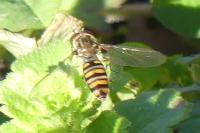 Episyrphus balteatus