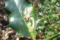 Phytomyza ilicis