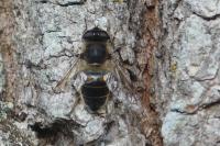 Eristalis tenax