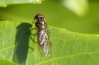 Episyrphus balteatus