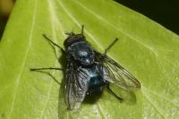 Calliphora