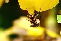 Meliscaeva auricollis