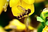 Meliscaeva auricollis