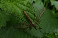 Tipula