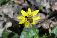 Episyrphus balteatus