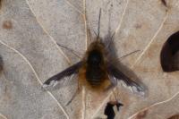 Bombylius major