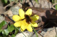 Bombylius major