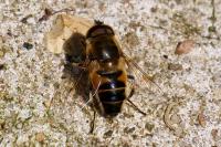 Eristalis pertinax