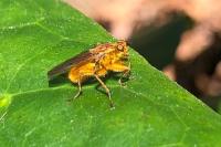 Scathophaga stercoraria