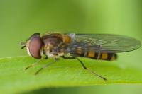 Episyrphus balteatus