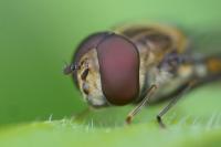 Episyrphus balteatus