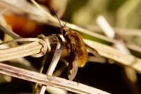 Bombylius major