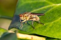 Scathophaga stercoraria