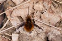 Bombylius major