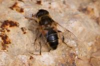 Eristalis pertinax