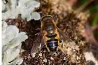 Eristalis