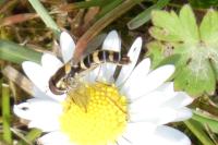Sphaerophoria scripta