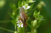 Scathophaga stercoraria