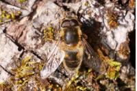 Eristalis pertinax
