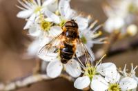 Eristalis pertinax