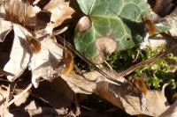 Bombylius major