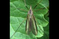 Tipula