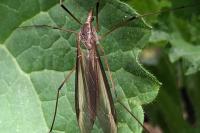 Tipula