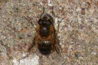 Eristalis tenax