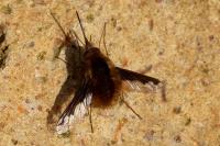 Bombylius major